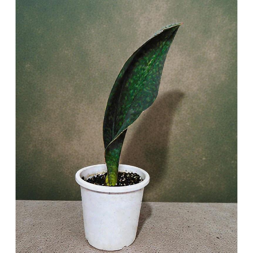 サンセベリア 　観葉植物　サンスベリア 　マッソニアーナ　 Sansevieria Masoniana 　C