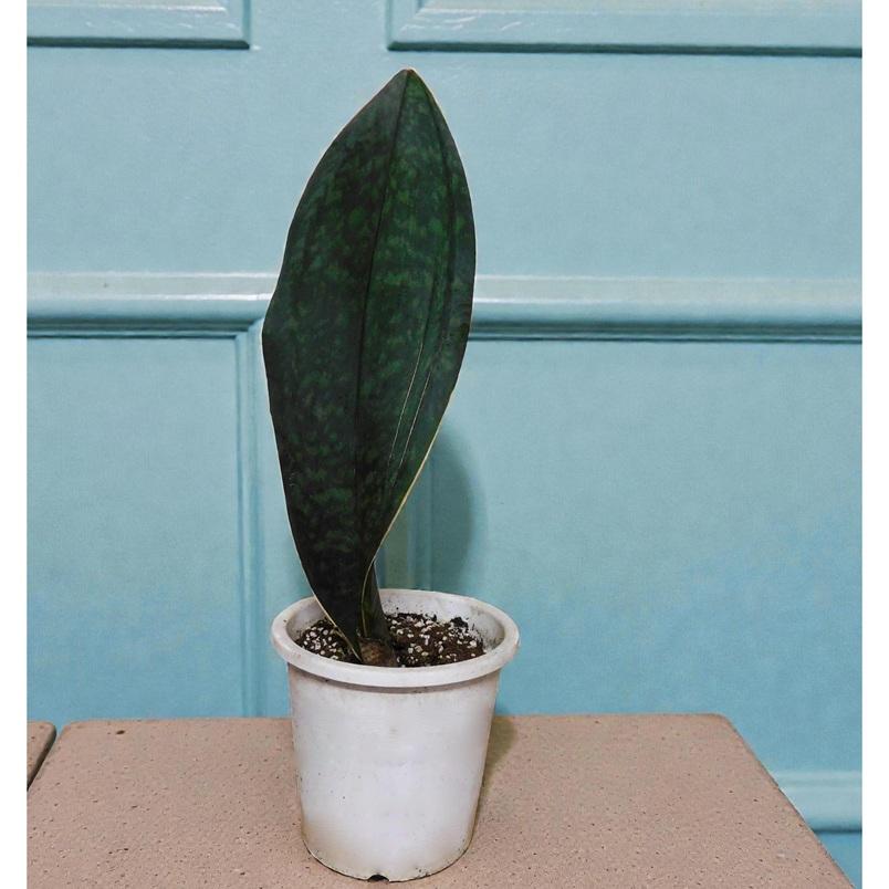 サンセベリア 　観葉植物　サンスベリア 　マッソニアーナ　 Sansevieria Masoniana 　D