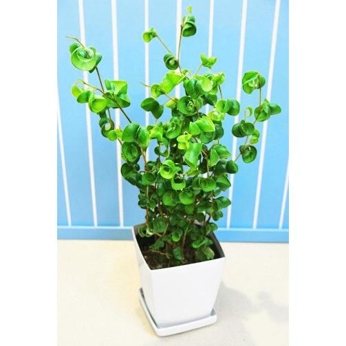 プレゼント 植物 キュートなクルクルのカール葉 フィカス ベンジャミナ バロック 4号 ベンジャミン